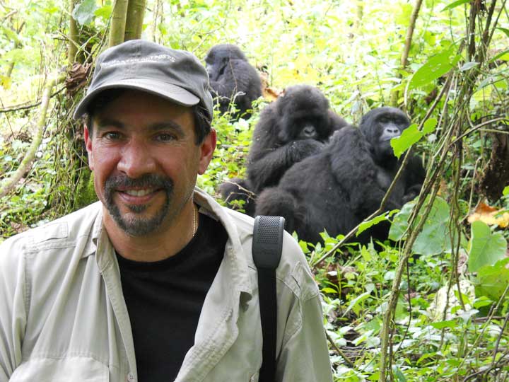 Silverback Walk Past