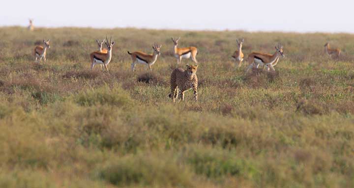 Cheetah Searching Grass
