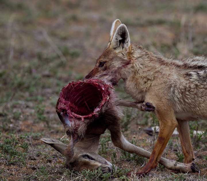 Jackal eating gazelle silent video