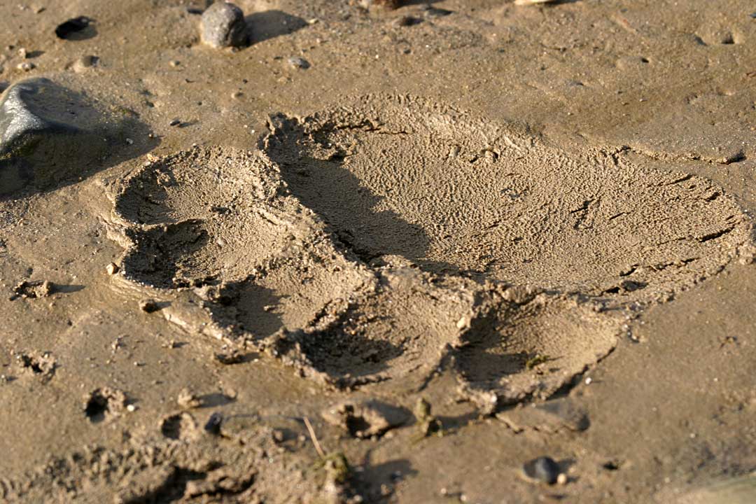 Mud Print