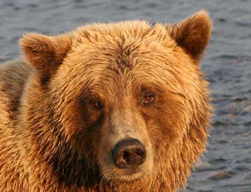 Close up of bear face in the sun.