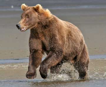 Bear running in mud flats.