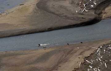 Aerial view of female bear with cubs in the stream.