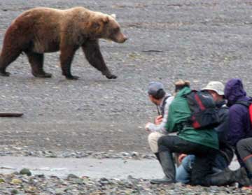 Bear walking near group.