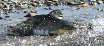 Salmon on the water surface.