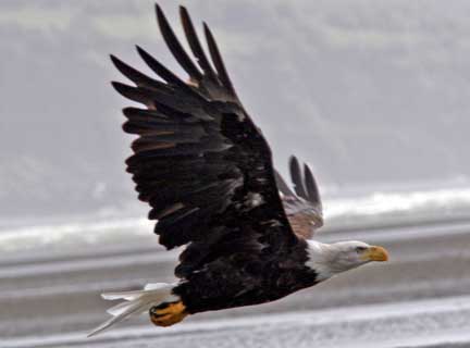 Bald eagle flying by.
