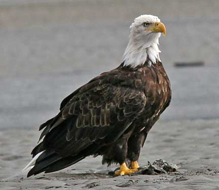 Bald eagle sitting in mud flats.