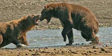 Two bears fighting.