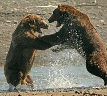 Two bears fighting.