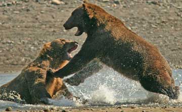 Two bears fighting.