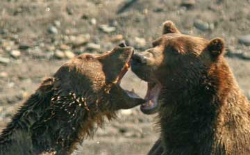 Two bears fighting.