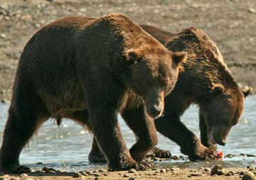 Two bears fighting.