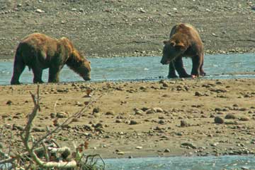 Two bears squaring off to fight.