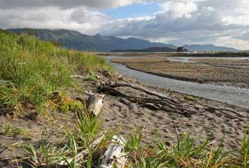 Log on the beach in front of the stream to view bears.