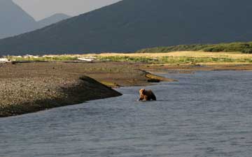 Inlet with a bear fishing in the stream.