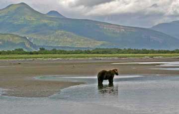 Bear standing in stream