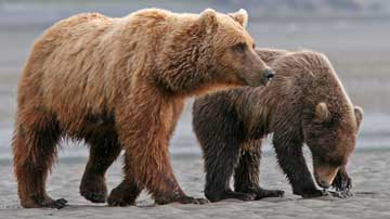Bear sniffing for clams in mud flats.