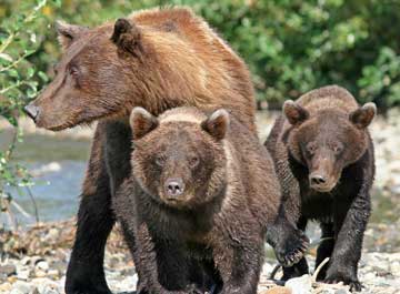 Female bear with cubs.