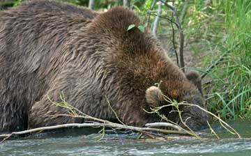 Bear with head in the water.