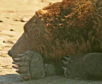 Bear resting after eating and fighting.