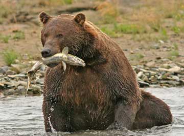 Huge bear with salmon in its mouth.