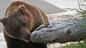 Bear sniffing log.