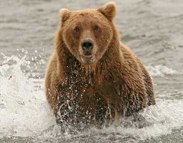 Bear running straight towards camera.