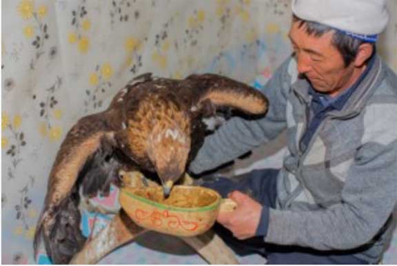 Master eagle falconer feeding his eagle in the kitchen