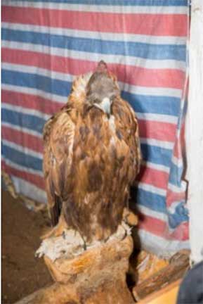 Golden eagle perched on branch in the kitchen