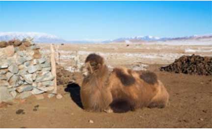 Camel resting in front of house