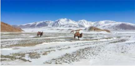 Mongolia camels
