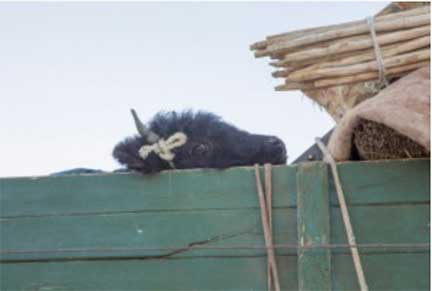 Mongolia family truck with calf in bed