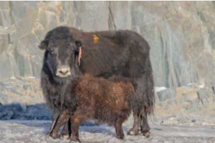 Yak with calf