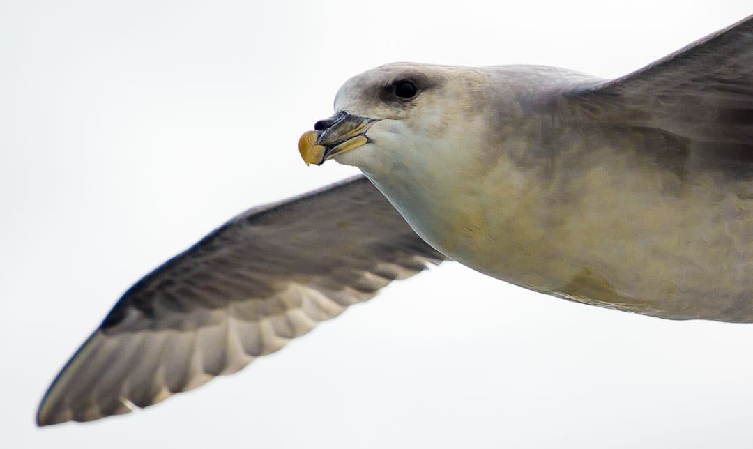 Kittiwake close up as it flies past