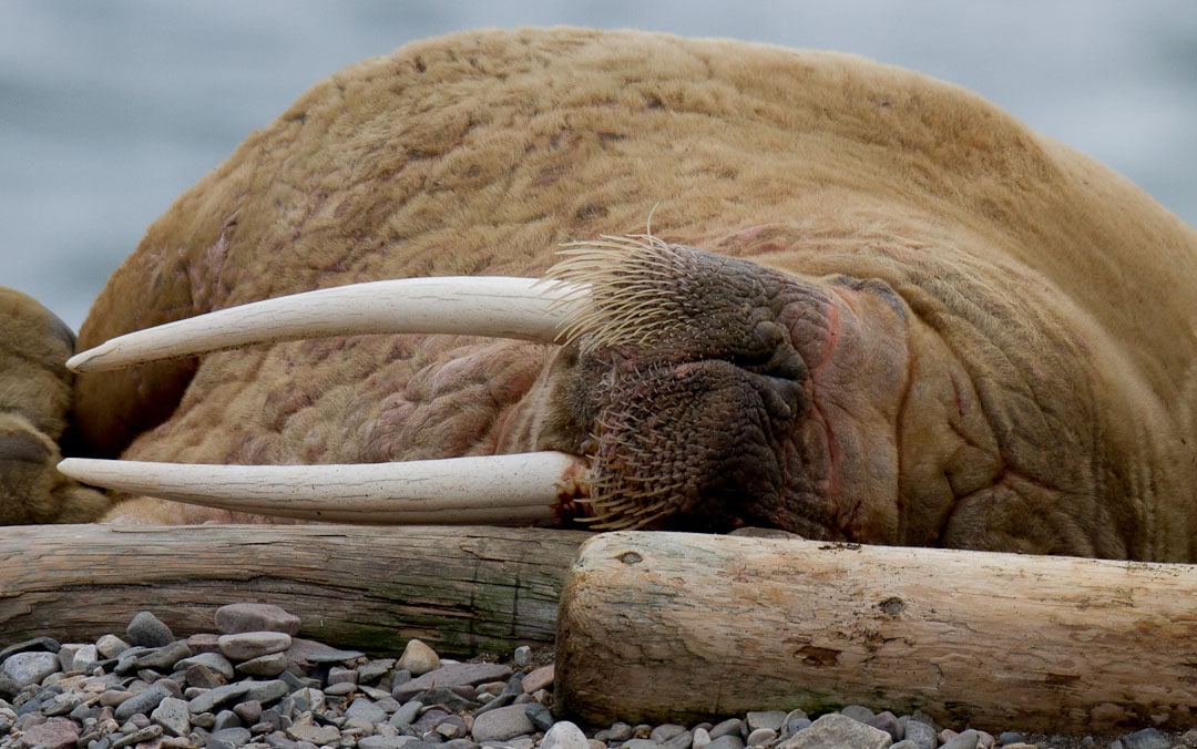 Walrus laying on his side