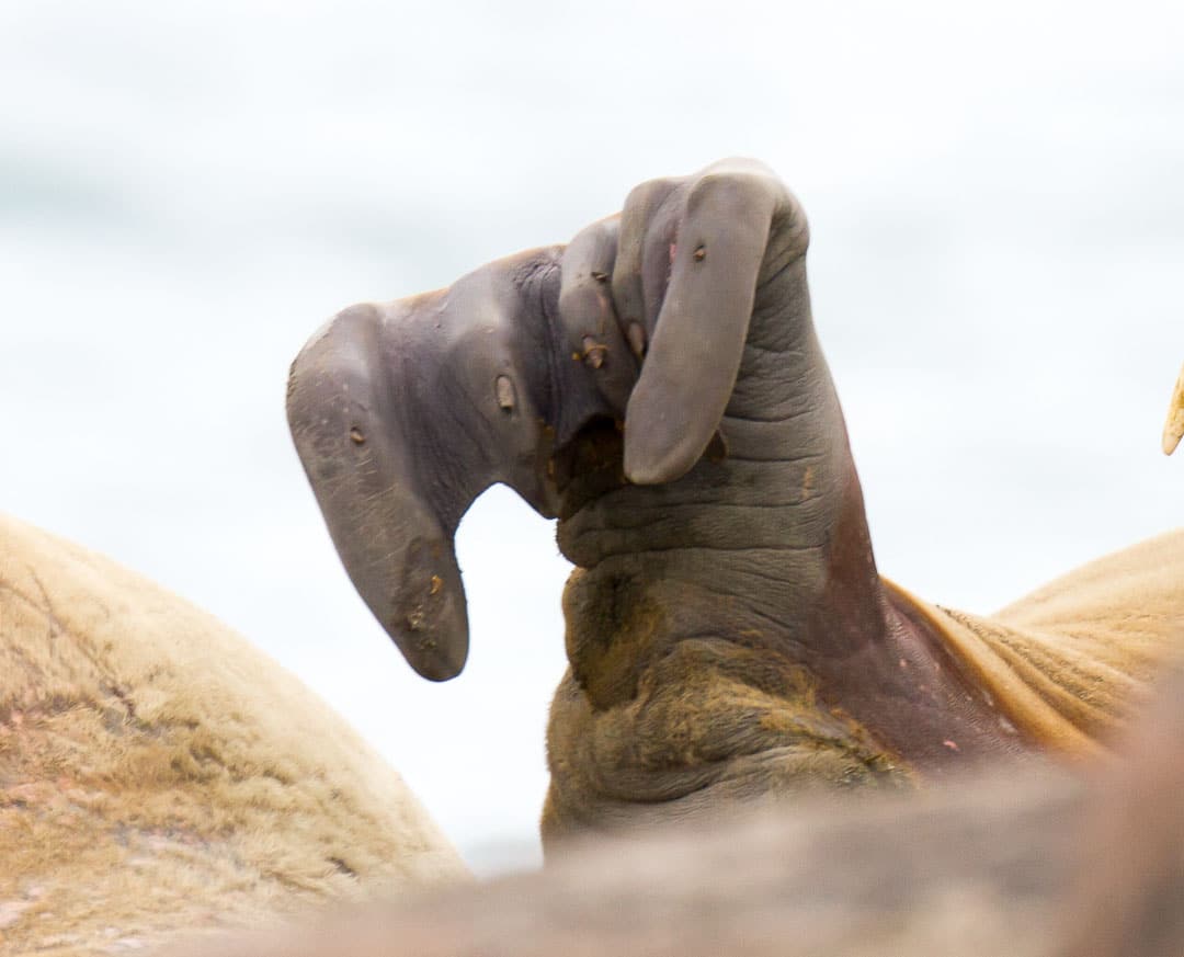 Walrus flipper