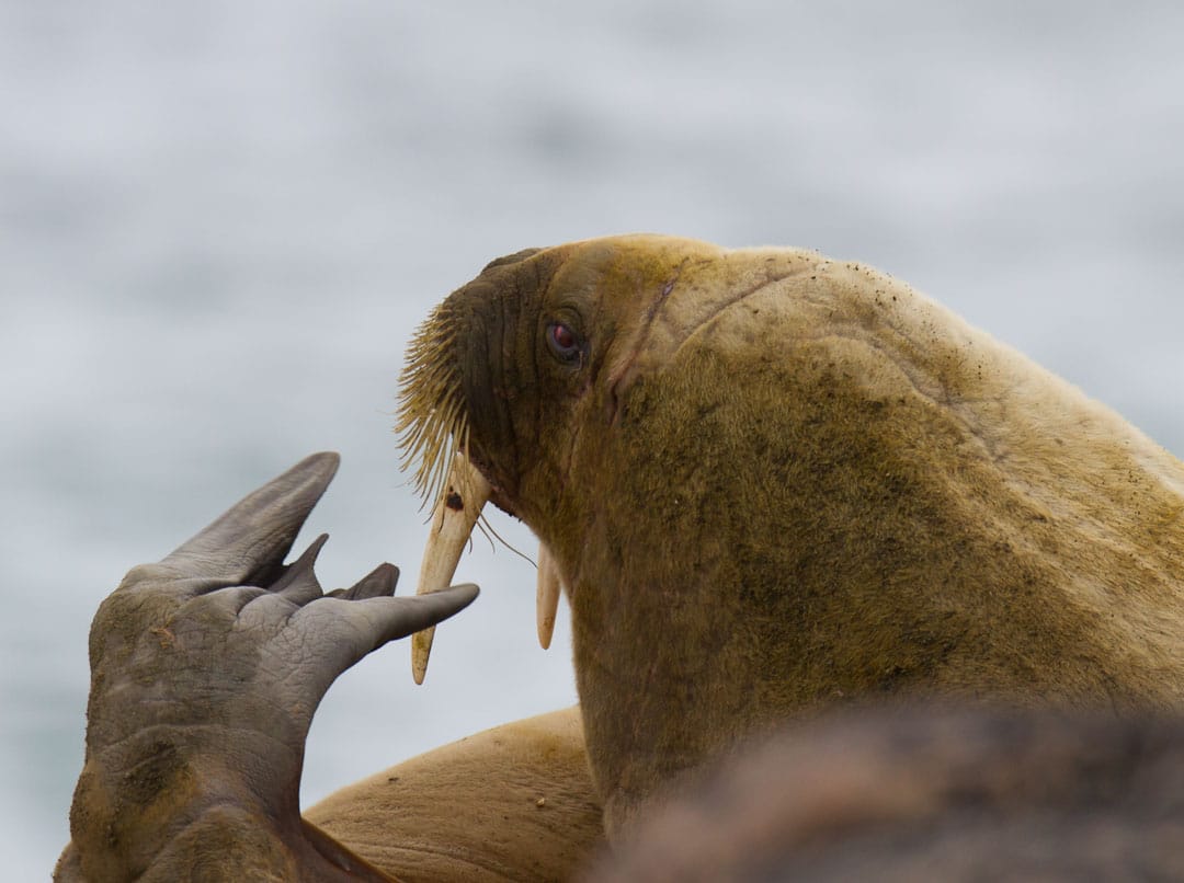 Walrus scratching tusk with flipper