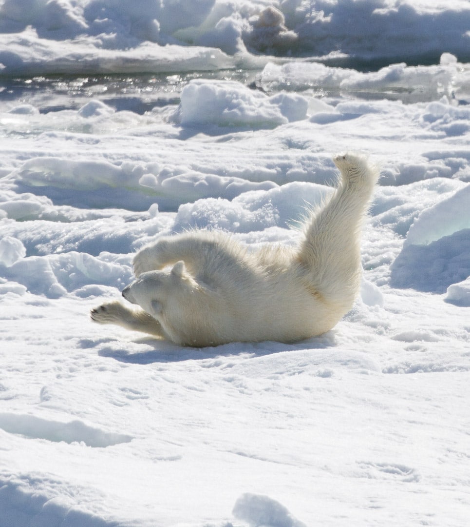 Polar bear cub playing on ice floe
