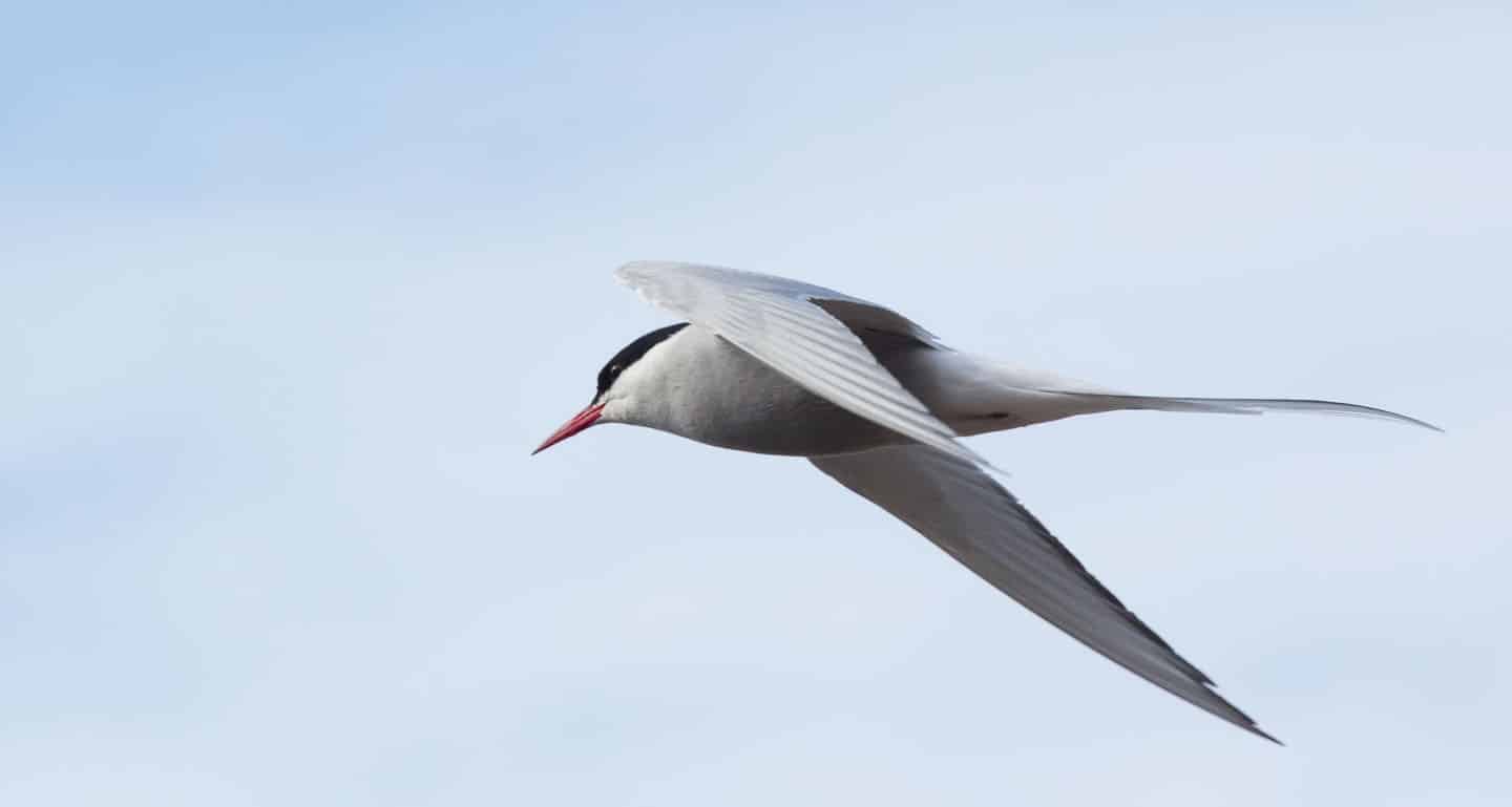 Arctic tern flying by