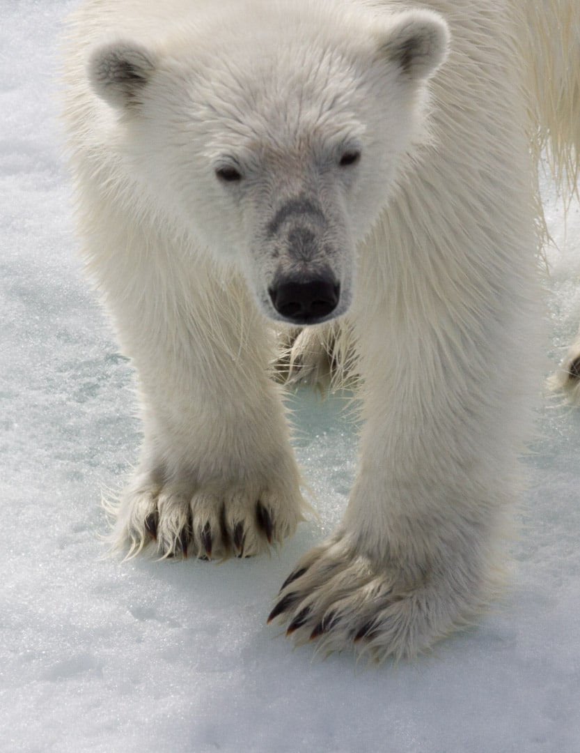 Polar bear on ice floe