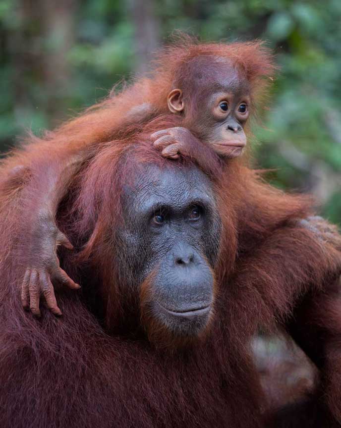 Borneo-MotherBaby