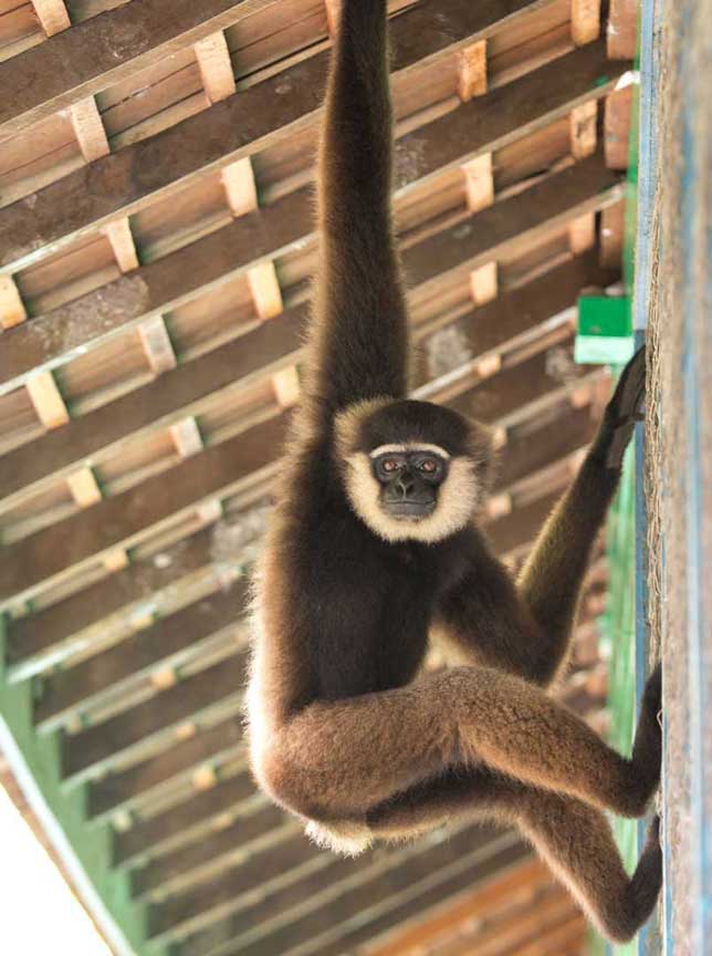 Borneo-gibbon