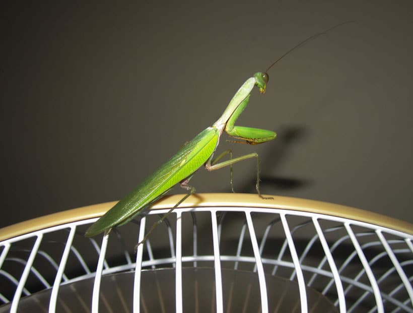 Prayingmantis-fan