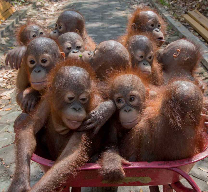 carecenter-whellbarrel2