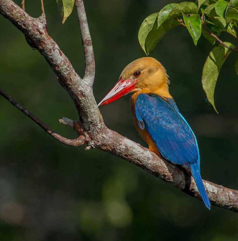 kingfisher-storkbilled