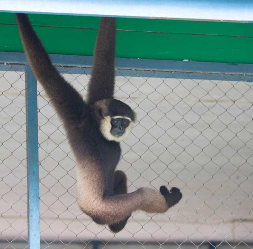 leakey-gibbon