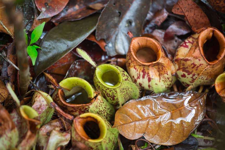 leakey-pitcherplants