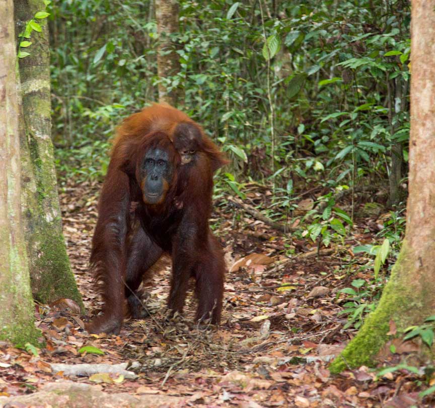 leakey-trailorangutan