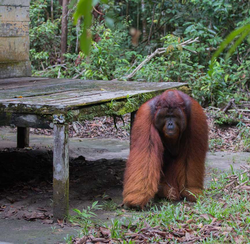 orangutans-tomapproaching