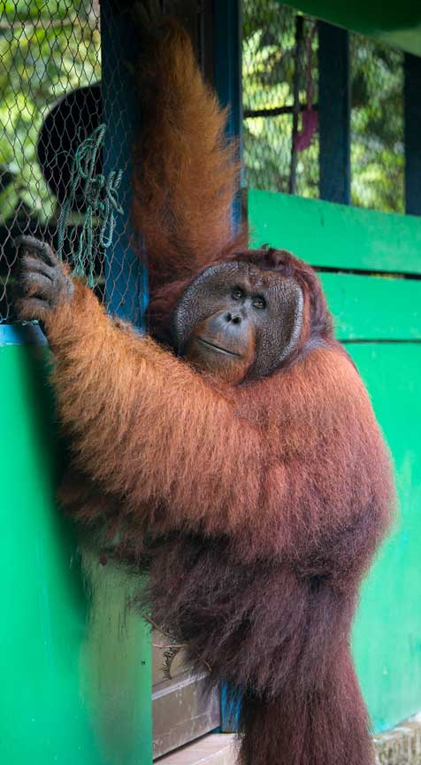 orangutans-tomhanging